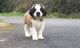 St. Bernard Puppies for sale in Lexington, KY, USA. price: $500