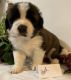 St. Bernard Puppies for sale in Birmingham, AL 35238, USA. price: $500
