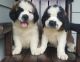 St. Bernard Puppies for sale in Phoenix, AZ, USA. price: NA