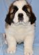 St. Bernard Puppies for sale in Raleigh, NC 27668, USA. price: NA