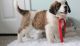 St. Bernard Puppies for sale in Phoenix, AZ 85078, USA. price: NA