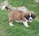 St. Bernard Puppies for sale in Harpersville, AL, USA. price: $600