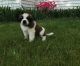 St. Bernard Puppies for sale in Bethesda, MD, USA. price: NA