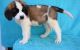 St. Bernard Puppies for sale in Des Plaines, IL, USA. price: $600