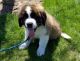 St. Bernard Puppies for sale in Chicago, IL, USA. price: $500