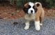 St. Bernard Puppies for sale in Detroit, MI 48216, USA. price: NA
