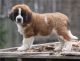 St. Bernard Puppies for sale in Lincoln, NE, USA. price: $600