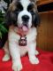 St. Bernard Puppies for sale in Worcester, MA, USA. price: NA