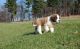 St. Bernard Puppies for sale in Sterling, VA, USA. price: NA