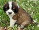 St. Bernard Puppies for sale in Huntsville, AL, USA. price: $500