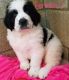 St. Bernard Puppies for sale in Richmond, VA, USA. price: $500