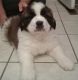 St. Bernard Puppies for sale in Lansing, MI 48930, USA. price: $500
