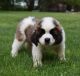 St. Bernard Puppies for sale in Denver, CO, USA. price: $600