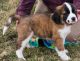 St. Bernard Puppies for sale in Berkley, MI, USA. price: NA