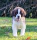 St. Bernard Puppies for sale in Houston, TX, USA. price: NA