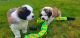 St. Bernard Puppies for sale in Kansas City, KS, USA. price: $600