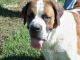 St. Bernard Puppies for sale in Elkland, MO 65644, USA. price: $100