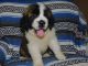 St. Bernard Puppies for sale in North Canton, OH, USA. price: $750