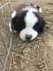 St. Bernard Puppies for sale in Gillette, WY, USA. price: $800