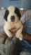 St. Bernard Puppies for sale in Wayland, MI 49348, USA. price: $600