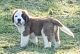 St. Bernard Puppies for sale in Hatton, ND 58240, USA. price: $850