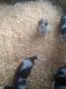 St. Bernard Puppies for sale in Swanton, OH 43558, USA. price: NA