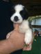 St. Bernard Puppies for sale in Rome, GA, USA. price: NA