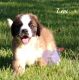 St. Bernard Puppies for sale in Elkland, MO 65644, USA. price: $1,200