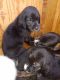 St. Bernard Puppies for sale in Mechanicsburg, PA, USA. price: $200