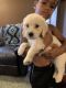 St. Bernard Puppies for sale in Neosho, WI 53059, USA. price: NA