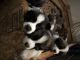 St. Bernard Puppies for sale in Casa Grande, AZ, USA. price: NA