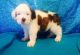 St. Bernard Puppies for sale in US-1, Jacksonville, FL, USA. price: NA