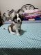 St. Bernard Puppies for sale in Bend, OR, USA. price: NA