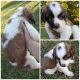 St. Bernard Puppies for sale in Milan, IN 47031, USA. price: $600