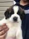St. Bernard Puppies for sale in Spokane Valley, WA, USA. price: $750