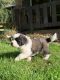 St. Bernard Puppies for sale in New Philadelphia, OH 44663, USA. price: NA