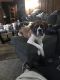 St. Bernard Puppies for sale in Portage, PA, USA. price: NA