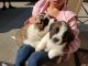 St. Bernard Puppies for sale in Roseburg, OR, USA. price: NA