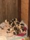 St. Bernard Puppies for sale in Pitsburg, OH 45358, USA. price: NA