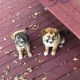St. Bernard Puppies for sale in Omaha, NE, USA. price: NA