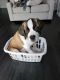 St. Bernard Puppies for sale in Annapolis, MD, USA. price: NA