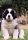 St. Bernard Puppies for sale in New Philadelphia, OH 44663, USA. price: NA