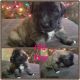 St. Bernard Puppies for sale in Aberdeen, WA, USA. price: NA