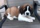 St. Bernard Puppies for sale in Seattle, WA, USA. price: $650