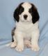 St. Bernard Puppies for sale in Bethany, LA 71007, USA. price: NA