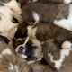 St. Bernard Puppies for sale in Chilcoot, Chilcoot-Vinton, CA 96105, USA. price: $500