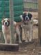 St. Bernard Puppies for sale in Osceola, WI 54020, USA. price: NA