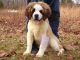 St. Bernard Puppies for sale in Elkland, MO 65644, USA. price: $600