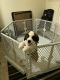 St. Bernard Puppies for sale in Fort Drum, NY, USA. price: $3,000
