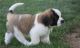 St. Bernard Puppies for sale in Raleigh, NC, USA. price: NA
